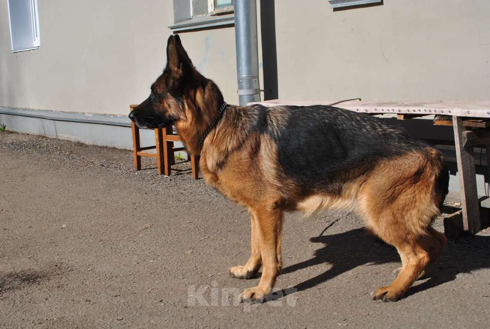Собаки в Кирове: Продаётся взрослая немецкая овчарка Девочка, 30 000 руб. - фото 2