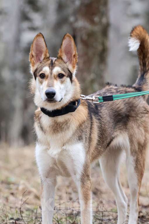Собаки в Красноармейске: Лео ищет дом! Девочка, Бесплатно - фото 2