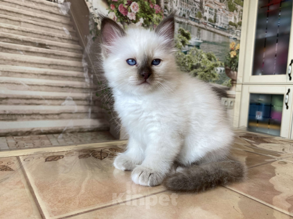 Кошки в Москве: Котенок Патрик МАРИТАНА КЭТ Мальчик, Бесплатно - фото 2