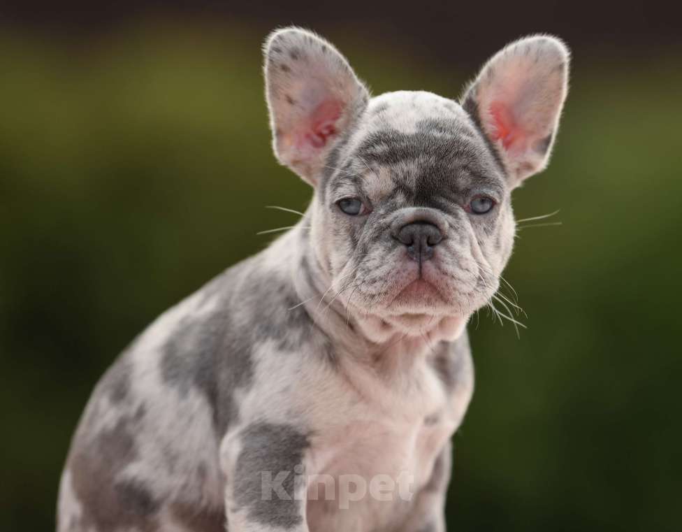 Собаки в Брянске: Пеппа Девочка, 150 000 руб. - фото 4