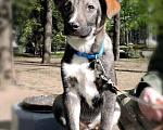 Собаки в Москве: Милый щенок Арчи в добрые руки Мальчик, Бесплатно - фото 4