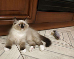 Кошки в Уфе: Синеглазые сибирские котята, 36 000 руб. - фото 3
