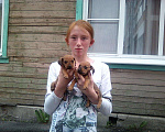 Собаки в Иркутске: Вязка ищем невесту, 2 руб. - фото 6