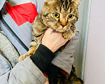 Кошки в Кувшиново: Британец в добрые руки, Бесплатно - фото 3