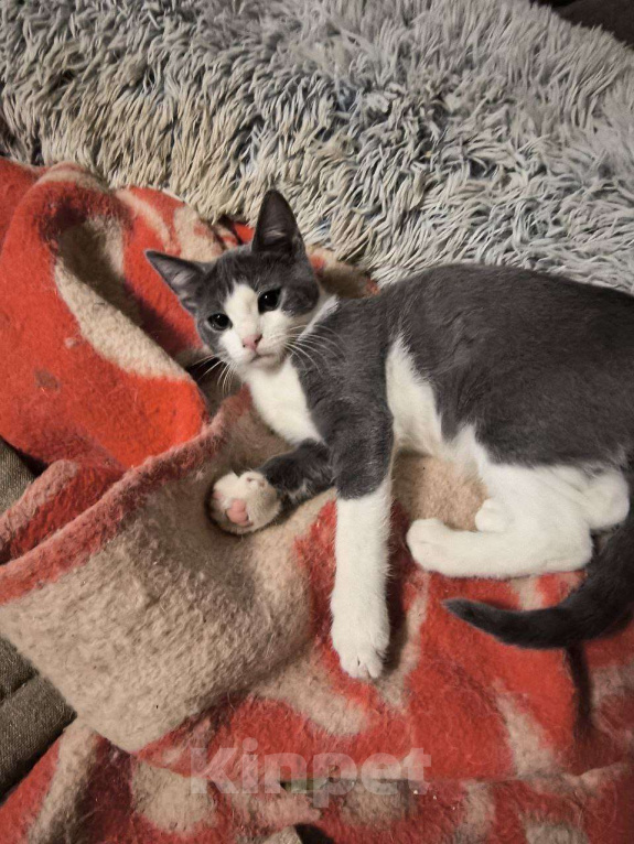 Кошки в Москве: Серж Мальчик, Бесплатно - фото 1