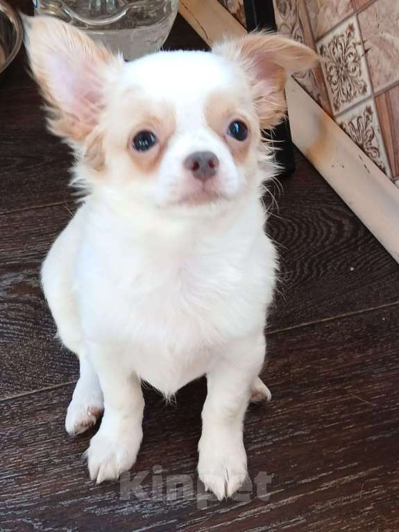 Собаки в Хабаровске: Продам девочку чихуахуа с документами  Девочка, 100 000 руб. - фото 1