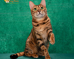 Кошки в Москве: Бенгальская кошка с зелёными глазами Девочка, 5 000 руб. - фото 3