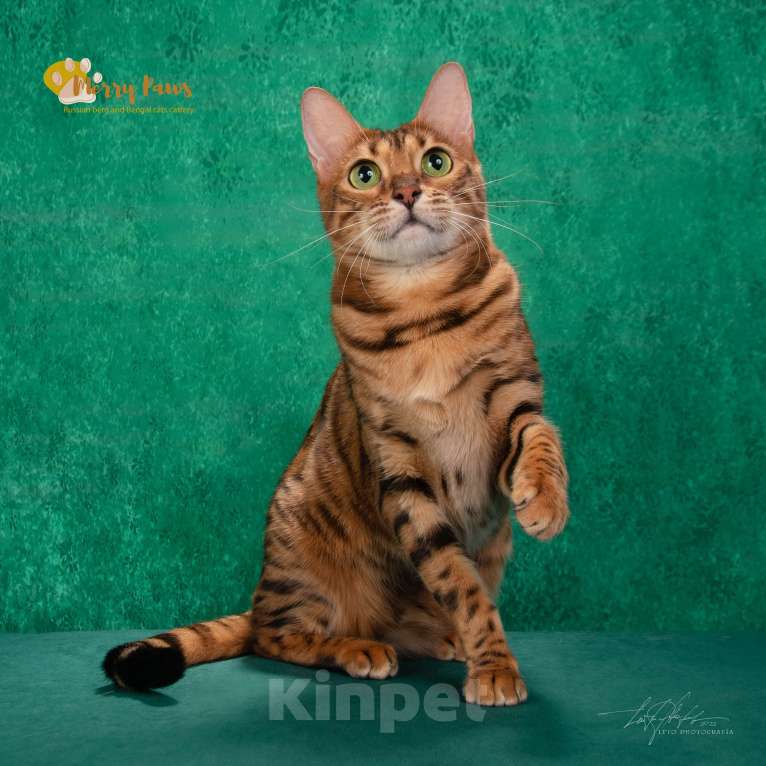 Кошки в Москве: Бенгальская кошка с зелёными глазами Девочка, 5 000 руб. - фото 3