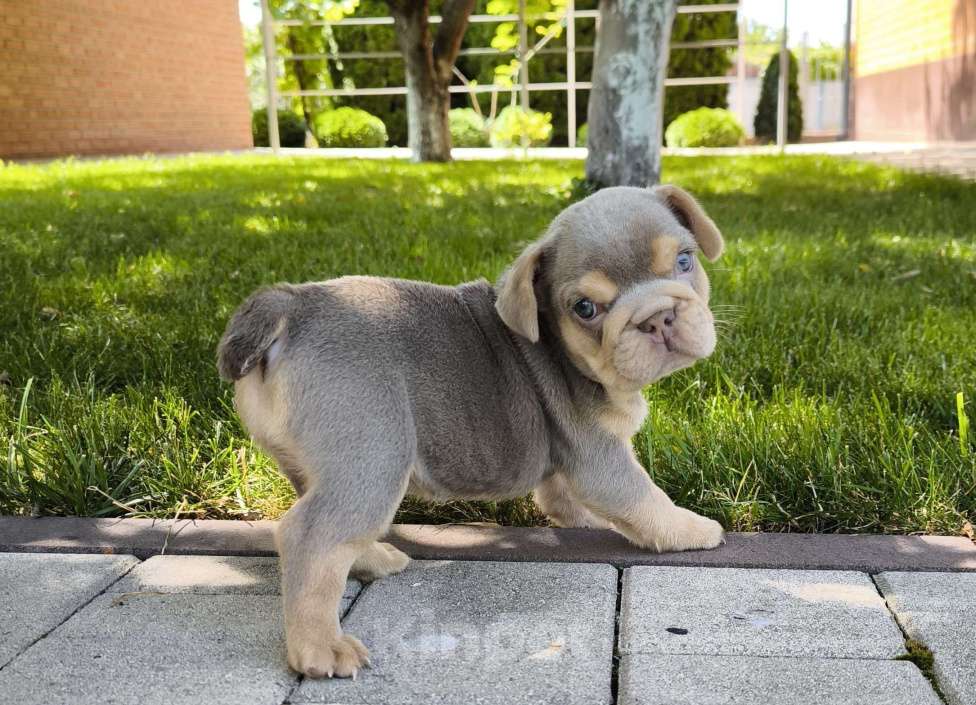 Собаки в Тимашевске: Девочка - изабелла с подпалом Девочка, 80 000 руб. - фото 6