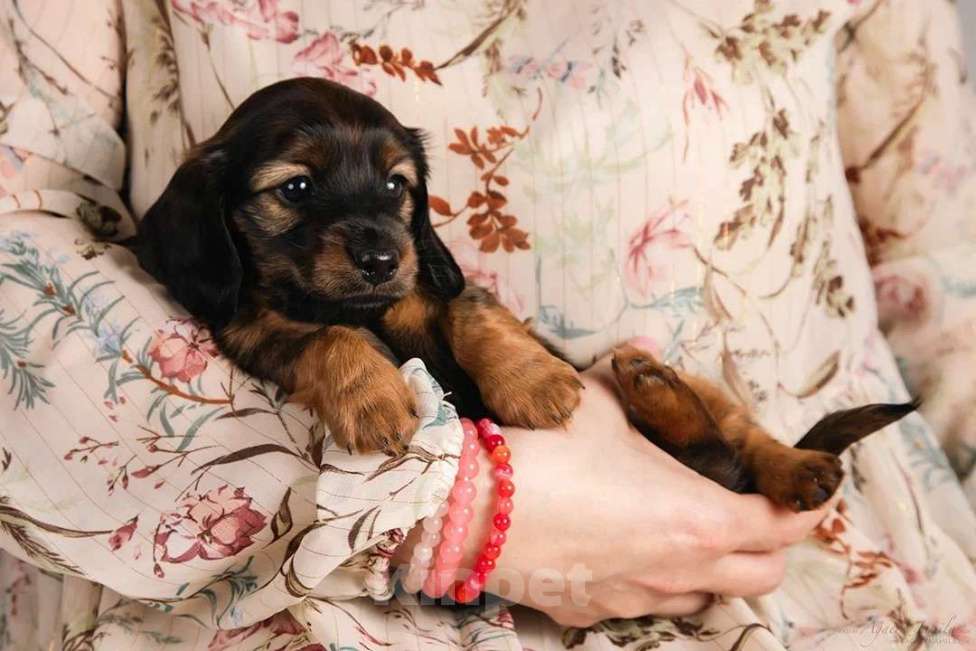 Собаки в Москве: Элвин - рыжий бурундук Мальчик, 125 000 руб. - фото 3