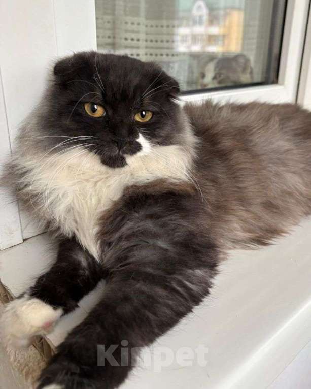 Кошки в Москве: Котик Бруно в добрые руки  Мальчик, Бесплатно - фото 1