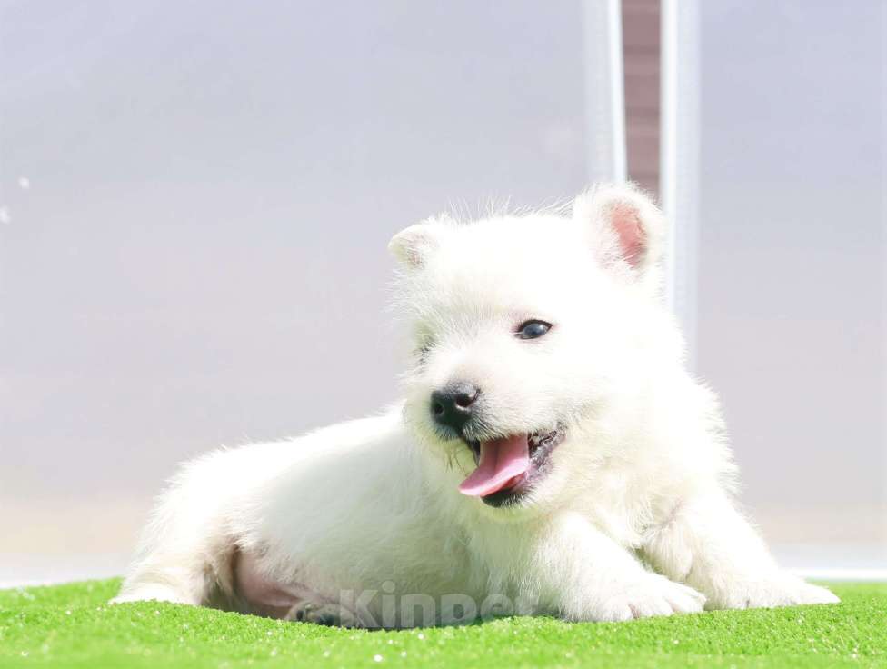 Собаки в Москве: вест хайленд вайт терьер Мальчик, 120 000 руб. - фото 10