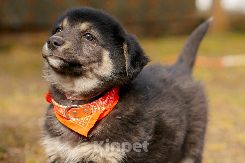 Собаки в Красногорске: Щенок девочка Юкки ищет дом Девочка, Бесплатно - фото 1