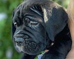 Собаки в Гатчине: Щенки кане-корсо Девочка, 65 000 руб. - фото 2