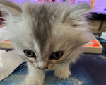 Кошки в Екатеринбурге: Кошечка шотландская скоттиш страйт Девочка, Бесплатно - фото 3