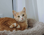 Кошки в Москве: Лунтик нежный котенок в добрые руки Мальчик, Бесплатно - фото 4