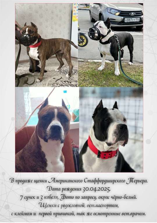 Собаки в Новосибирске: Ам. Стаффа, щенки плюшки))) С ДОКУМЕНТАМИ. Мальчик, 20 000 руб. - фото 1