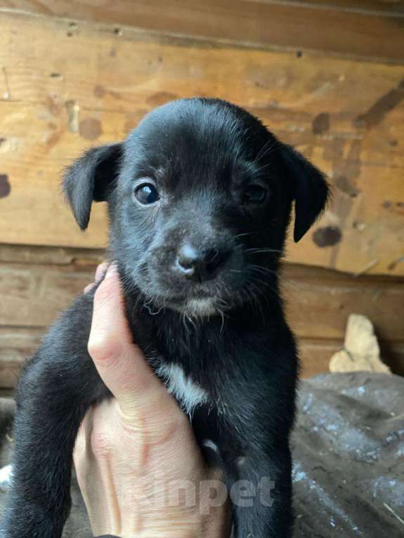 Кошки в Москве: Очаровательные малышки - сестрёнки  ищут дом! Девочка, 1 руб. - фото 7