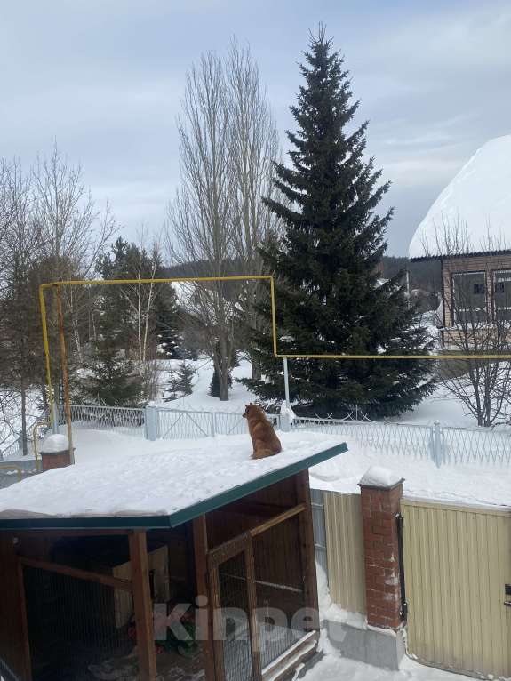 Собаки в Нижнем Тагиле: Супер собака Мальчик, 50 000 руб. - фото 7