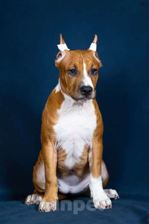 Собаки в Красногорске: Девочка 6 Девочка, Бесплатно - фото 1