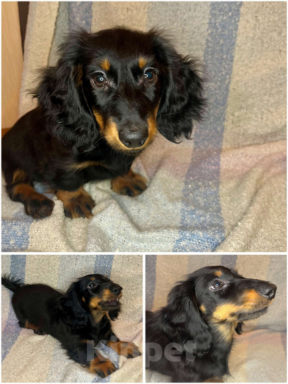 Собаки в Москве: Черно-подпалый мальчик длинношерстной таксы Мальчик, 55 000 руб. - фото 1