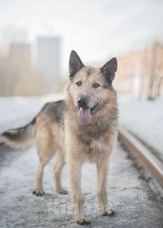Собаки в Москве: Обаятельный и привлекательный добряк! Мальчик, Бесплатно - фото 1