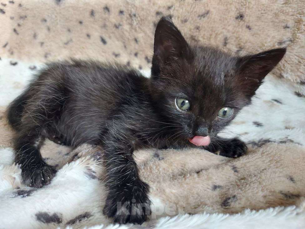 Кошки в Москве: Нежная кошечка Ночка 1,5 месяца ищет дом Девочка, Бесплатно - фото 4