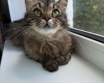 Кошки в Санкт-Петербурге: Кошечка Солнышко Девочка, Бесплатно - фото 8