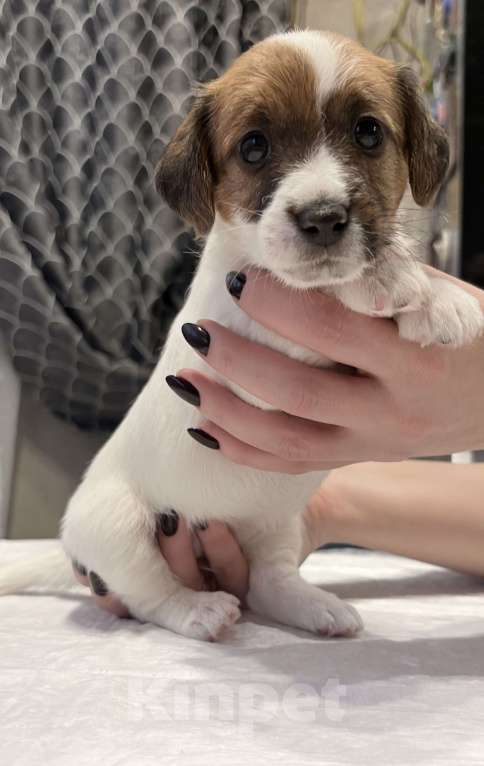 Собаки в Пензе: Продам щенков Джек Рассел терьера Мальчик, 1 руб. - фото 1