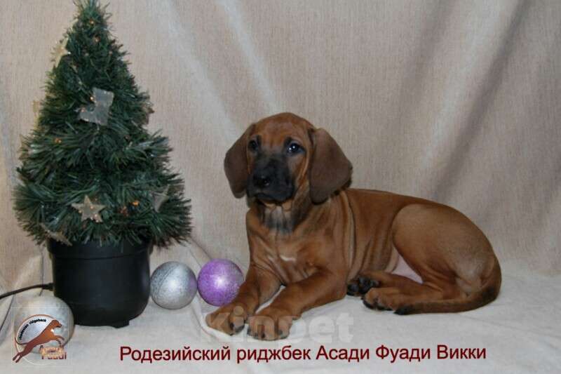 Собаки в Одинцово: Очаровательная девочка стандарт Девочка, 120 000 руб. - фото 7