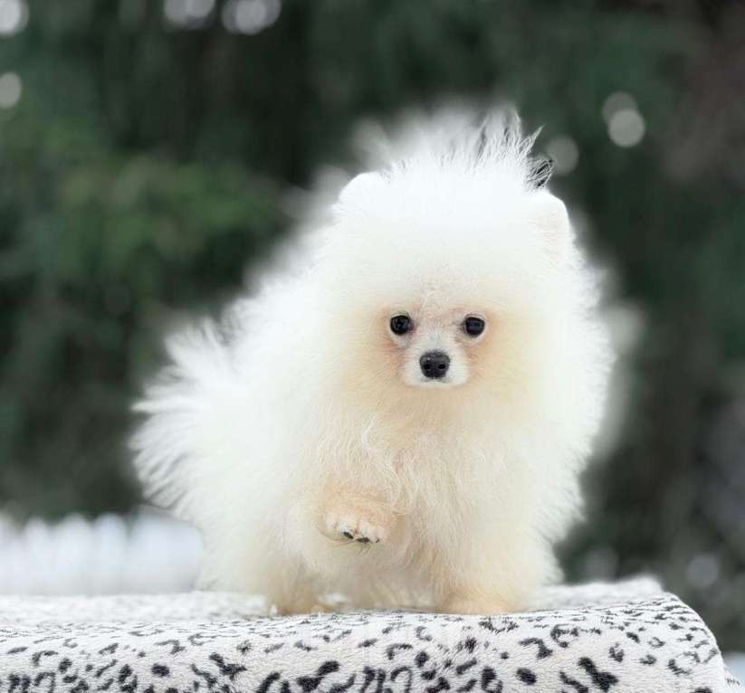 Собаки в Санкт-Петербурге: Супермини шпиц мальчик Мальчик, 20 000 руб. - фото 5