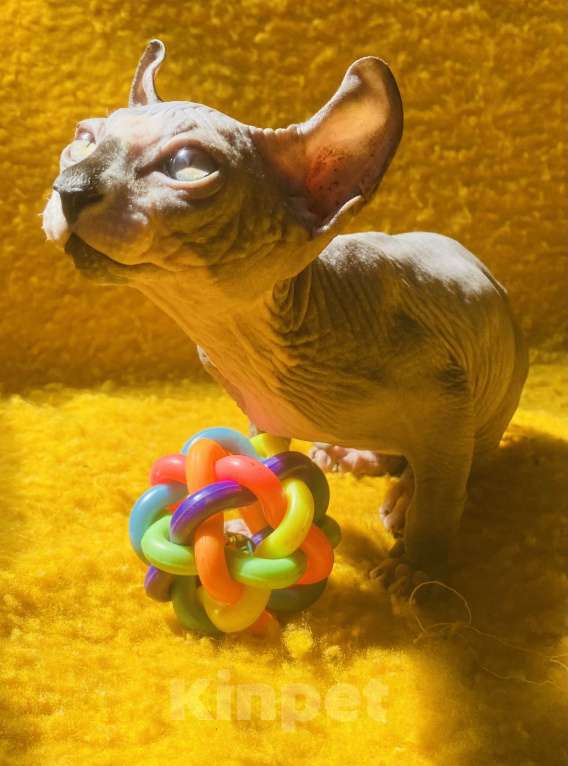 Кошки в Сочи: Эльф Мальчик, 20 000 руб. - фото 5