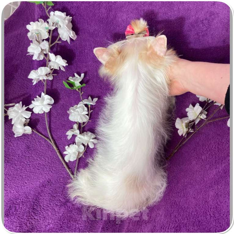 Собаки в Москве: Йоркширский терьер белый девочка голубоглазая Девочка, 120 000 руб. - фото 10