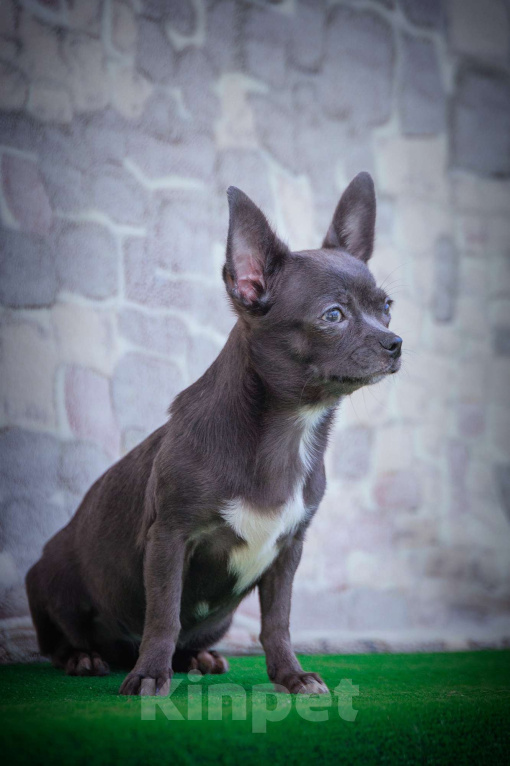 Собаки в Москве: Голубая мечта- девочка чихуа Девочка, 35 000 руб. - фото 5