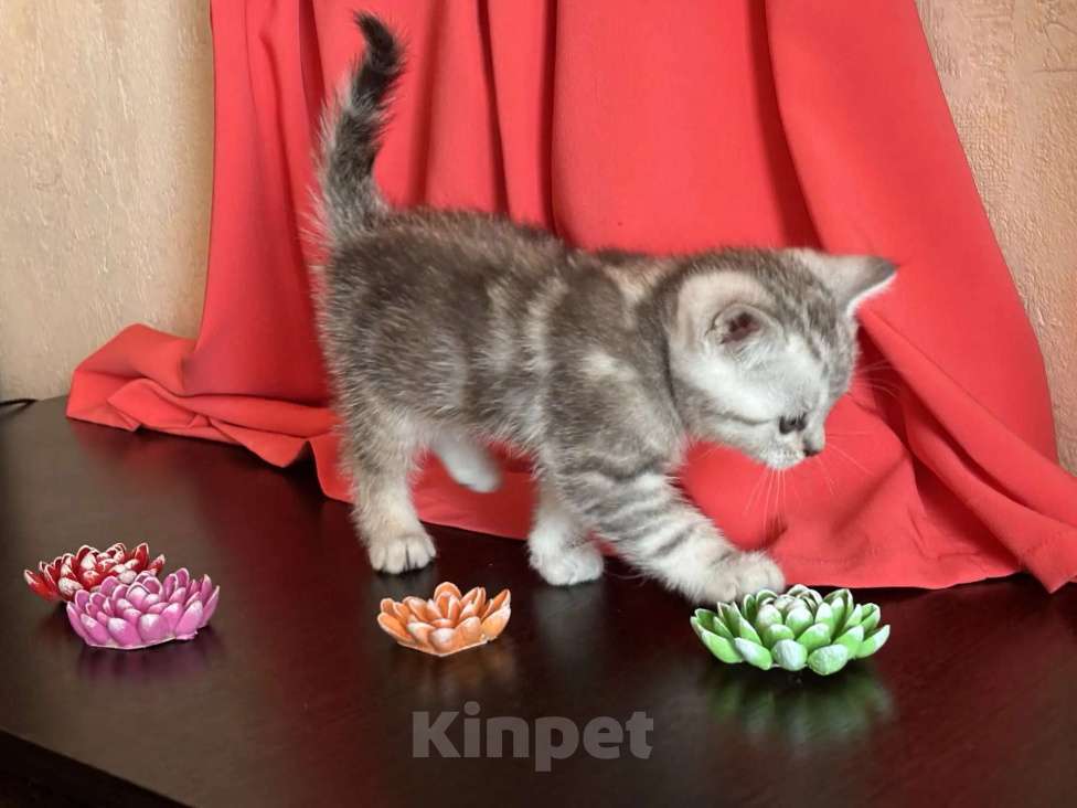Кошки в Москве: Британские котята Разнополые, 10 000 руб. - фото 8