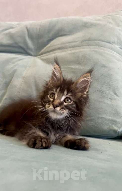 Кошки в Иркутске: Котенок мейн-кун Мальчик, 45 000 руб. - фото 3