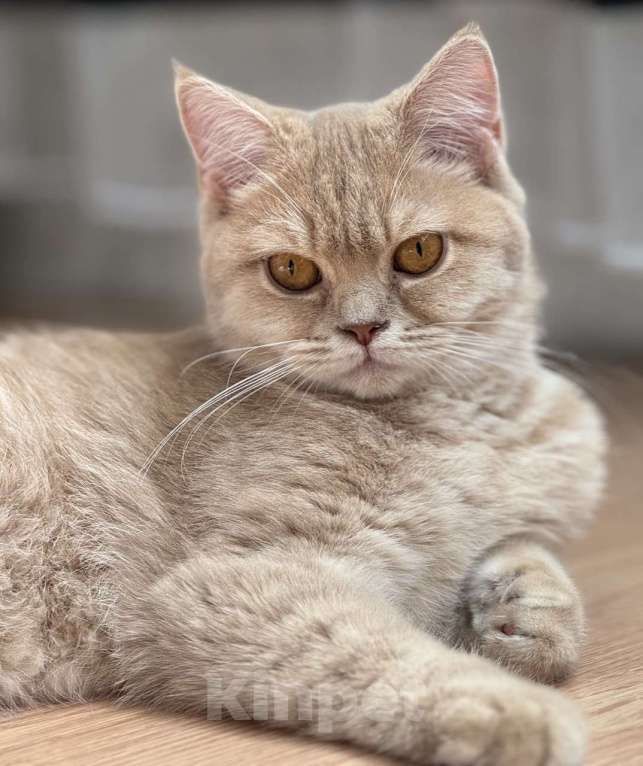 Кошки в Люберцах: Шотландские котята Девочка, 15 000 руб. - фото 1