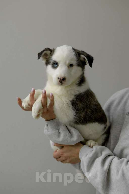 Собаки в Москве: Щенок с голубыми глазами в добрые руки Девочка, Бесплатно - фото 1