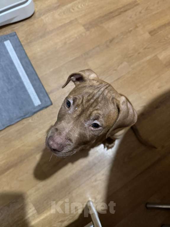 Собаки в Рязани: Щенок питбуля Мальчик, 20 000 руб. - фото 1