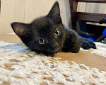 Кошки в других городах Московской области: Игривый котенок ищет дом  Мальчик, Бесплатно - фото 1