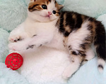 Кошки в Перми: Котик скоттиш страйт Мальчик, 10 000 руб. - фото 1