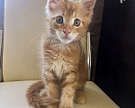 Кошки в Коломне: Котенок мейн-кун Мальчик, 25 000 руб. - фото 1