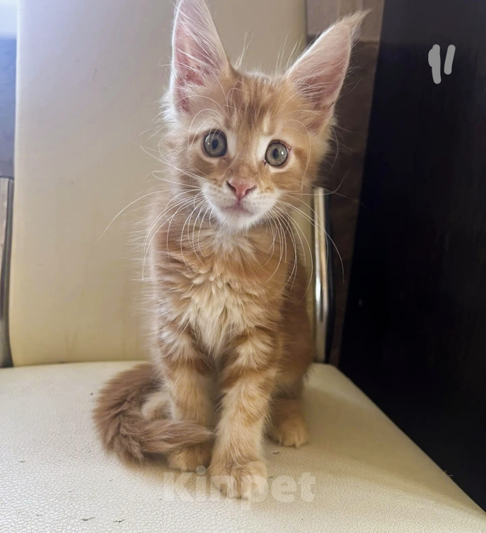 Кошки в Коломне: Котенок мейн-кун Мальчик, 25 000 руб. - фото 1