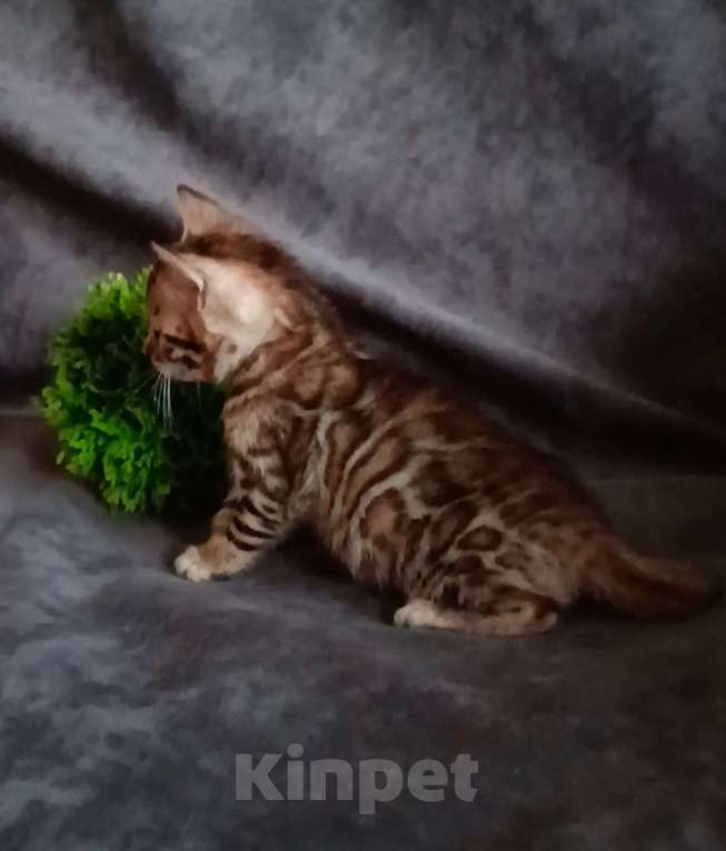 Кошки в Барнауле: Бенгальские котята Девочка, 40 000 руб. - фото 1
