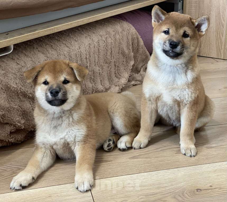 Собаки в Санкт-Петербурге: Щенок Сиба-Ину девочка Девочка, 70 000 руб. - фото 7