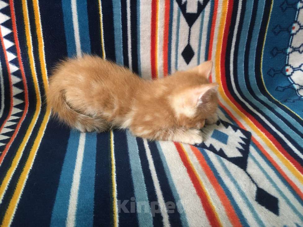 Кошки в Москве: Рыжик ищет свою семью Мальчик, 1 руб. - фото 4