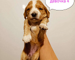 Собаки в Москве: Русский охотничий спаниель , щенок Девочка, 20 000 руб. - фото 1