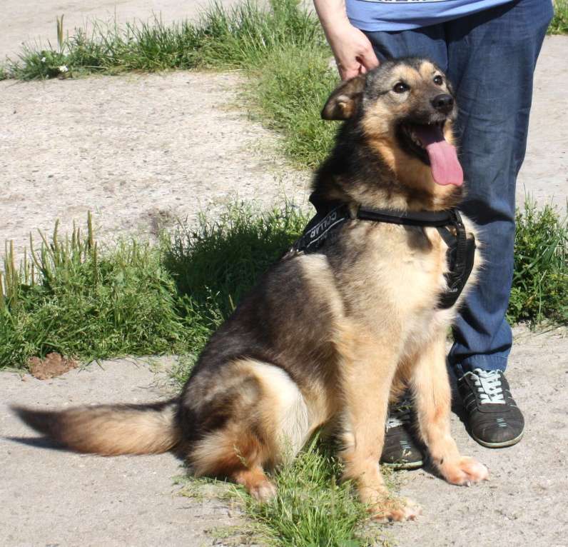 Собаки в Москве: Дружелюбный, доверчивый Тимоша в поисках своей семьи и дома Мальчик, Бесплатно - фото 7