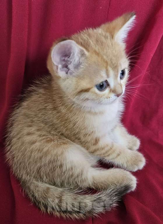 Кошки в Санкт-Петербурге: Золотистая девочка табби. Девочка, 18 000 руб. - фото 2