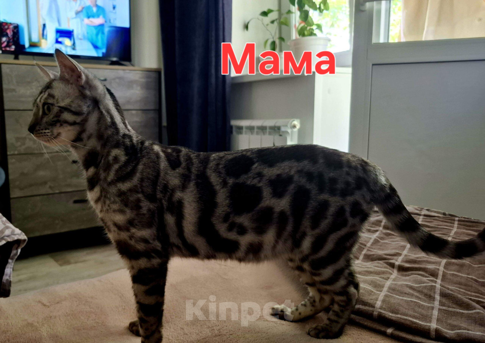 Кошки в Новосибирске: Бенгальские котята Девочка, 15 000 руб. - фото 6